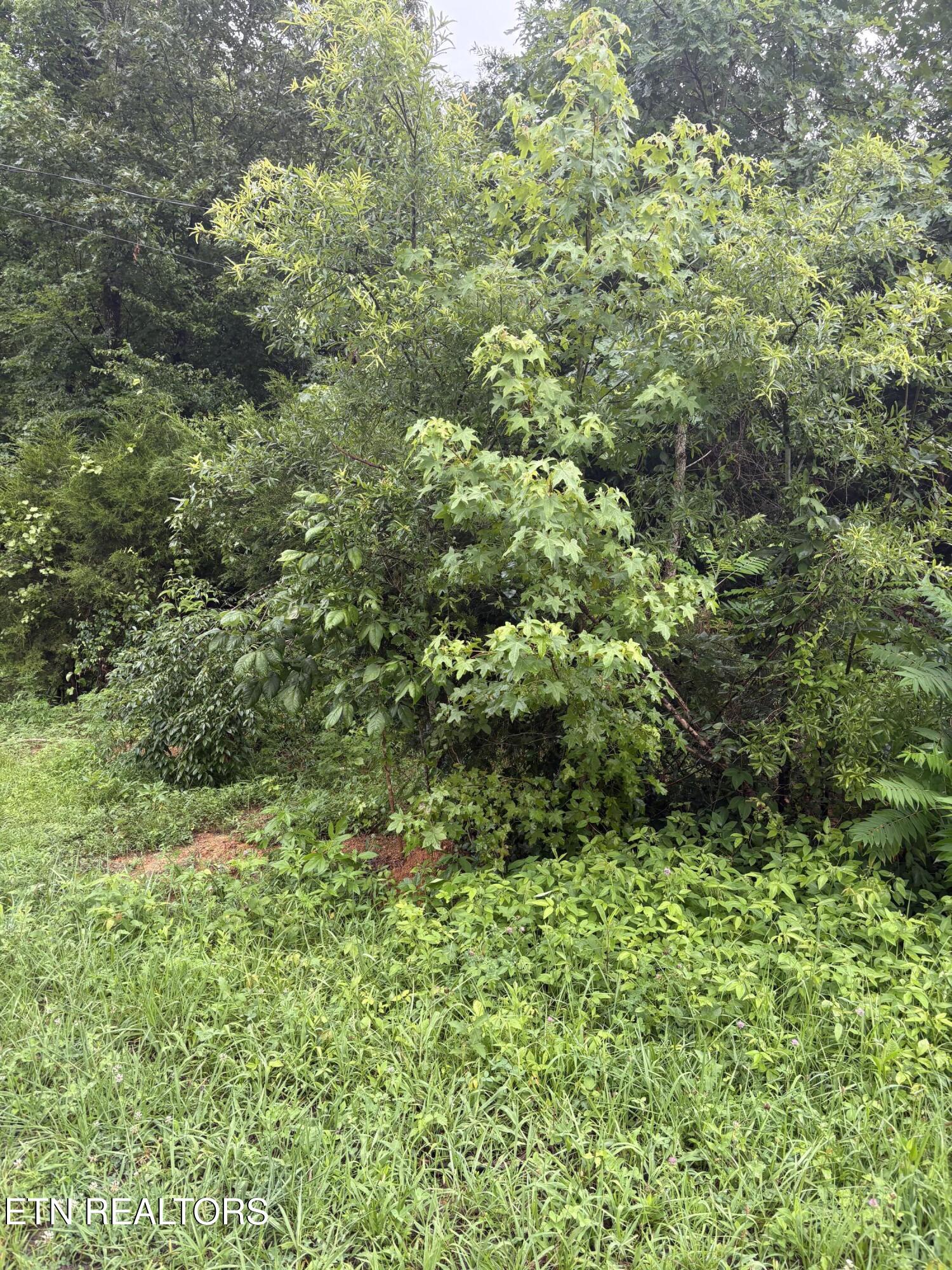 349 Carolyn Lane Decatur, TN 37322 - Photo 1 of 4 IMG_0210 (1)