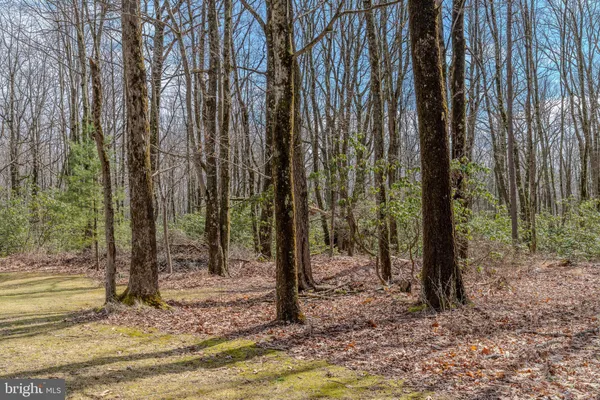 a view of a trees in a yard