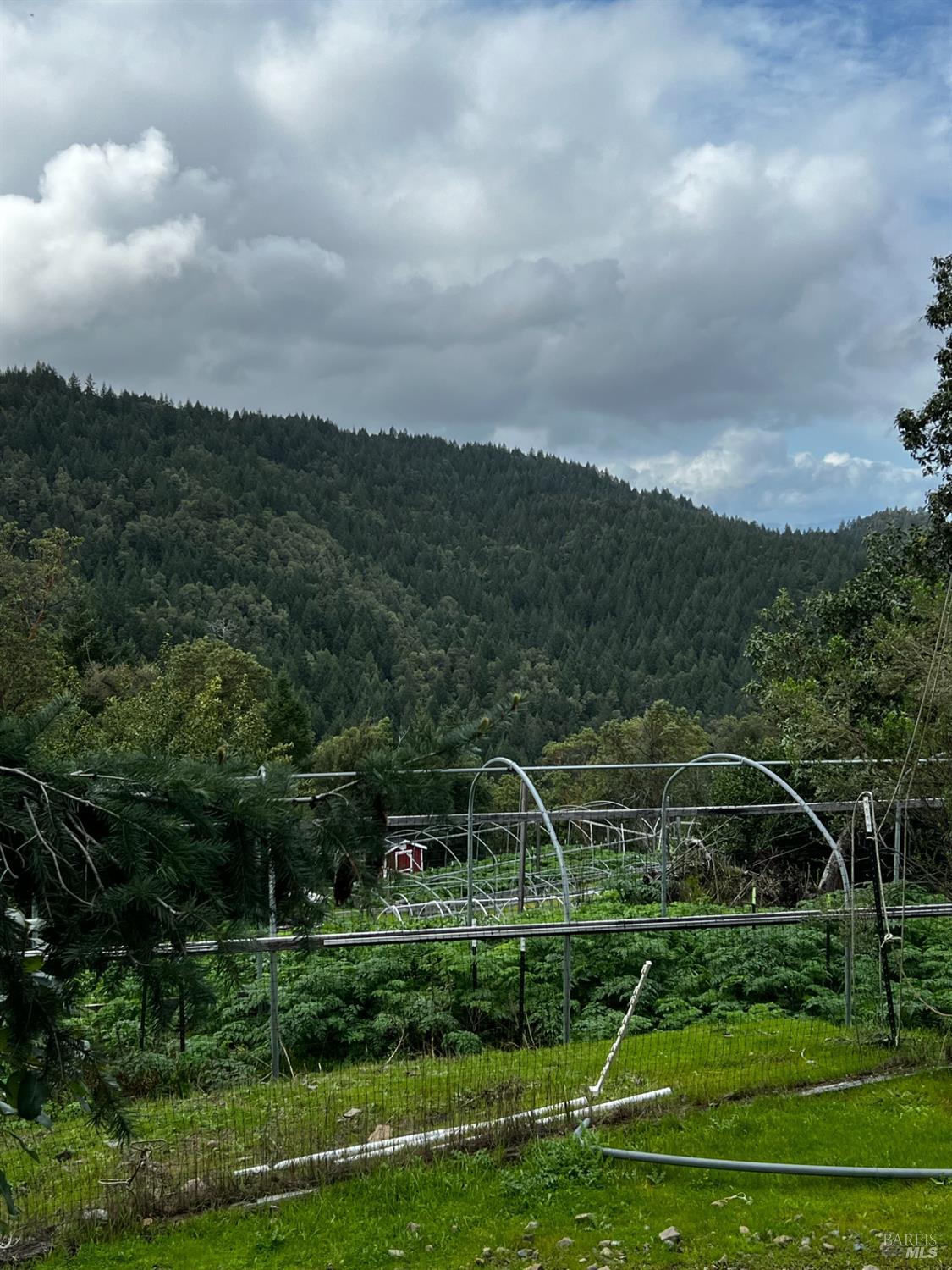 3761 East Blue Rock Road Garberville, CA 95542 - Photo 23 of 38 a view of a big yard with potted plants and more trees