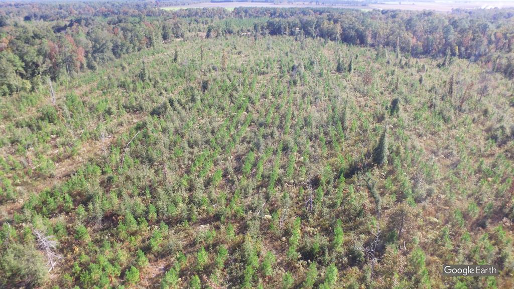 0 Greenhouse Road Gordon, AL 36343 - Photo 8 of 38