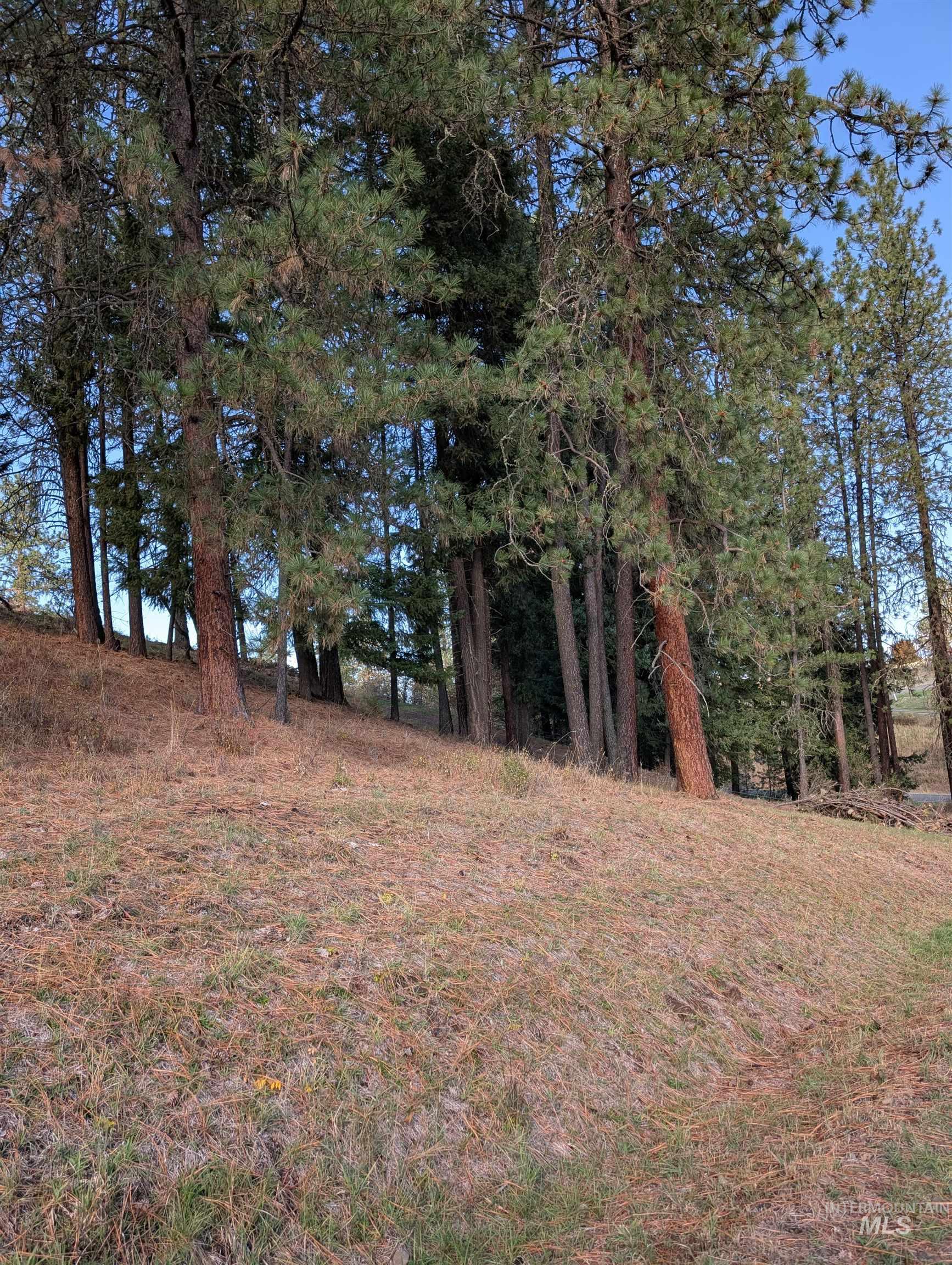 784 Leitch Creek Road Kooskia, ID 83539 - Photo 2 of 24 View of yard