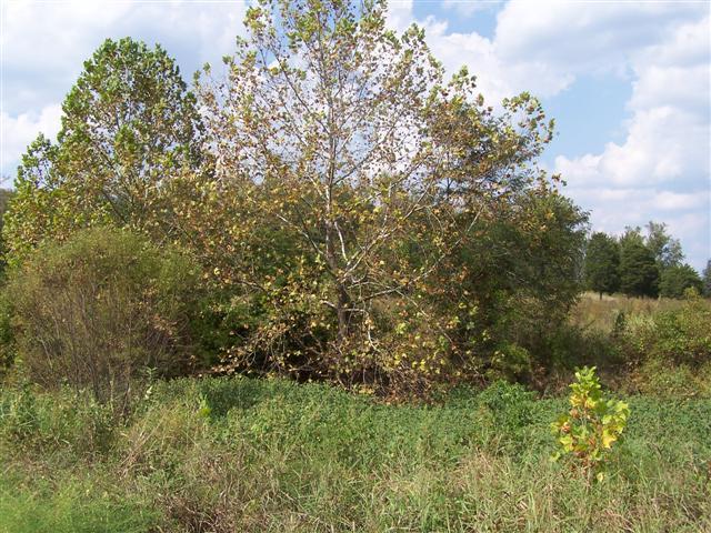 0 Amos Hamlett Road Pulaski, TN 38478 - Photo 3 of 17 Gallery Image 3