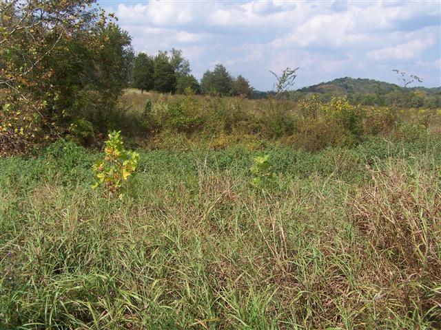 0 Amos Hamlett Road Pulaski, TN 38478 - Photo 4 of 17 Gallery Image 4