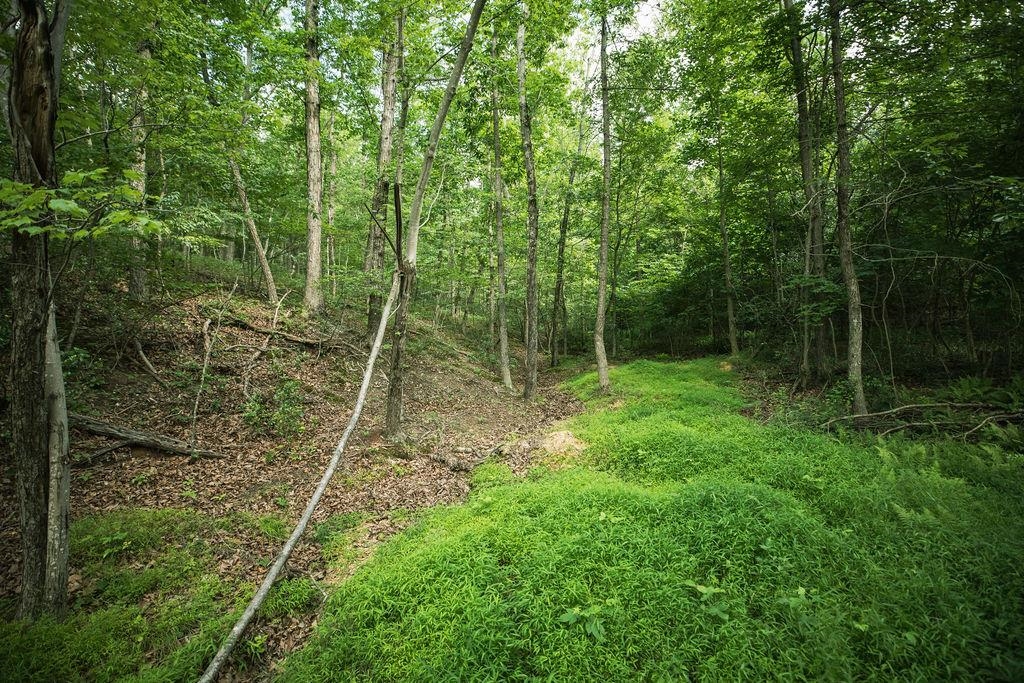 Tbd Calf Mountain Road Waynesboro, VA 22980 - Photo 34 of 36