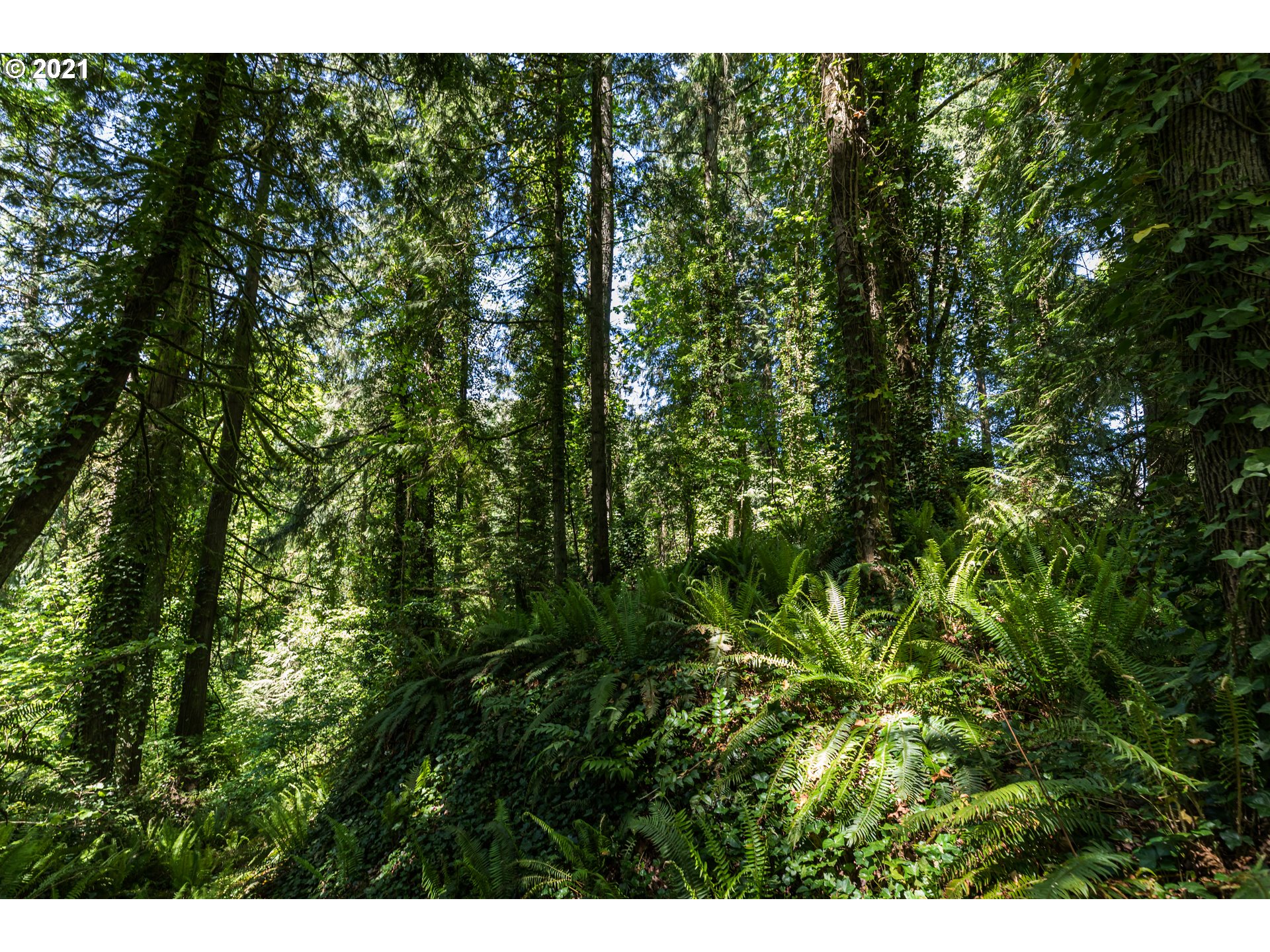 Laurelwood Road Rainier, OR 97048 - Photo 3 of 6 Gallery Image 3