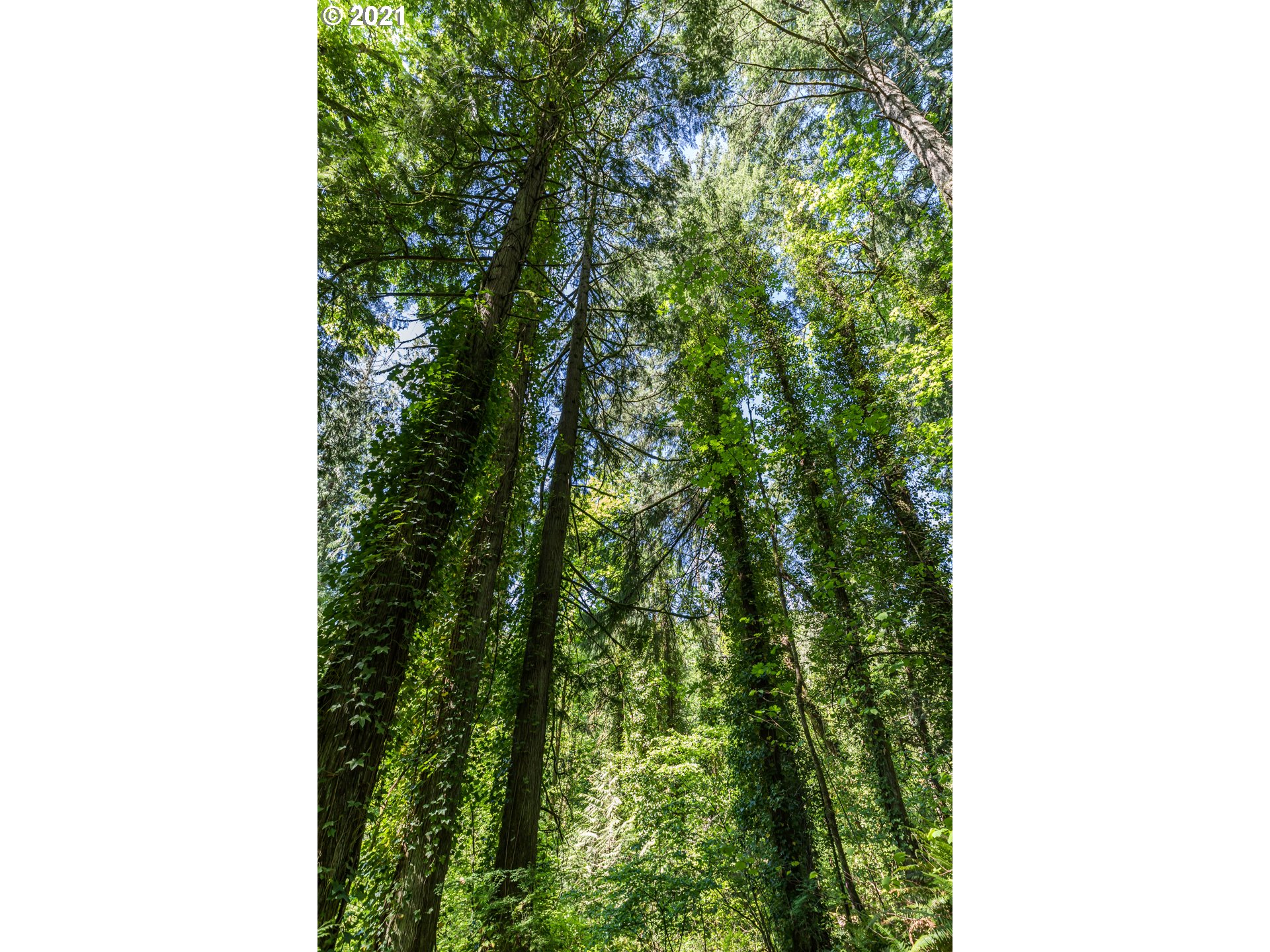 Laurelwood Road Rainier, OR 97048 - Photo 5 of 6 Gallery Image 5