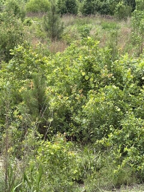 Lot A Cemetery Road Williston, SC 29853 - Photo 3 of 6