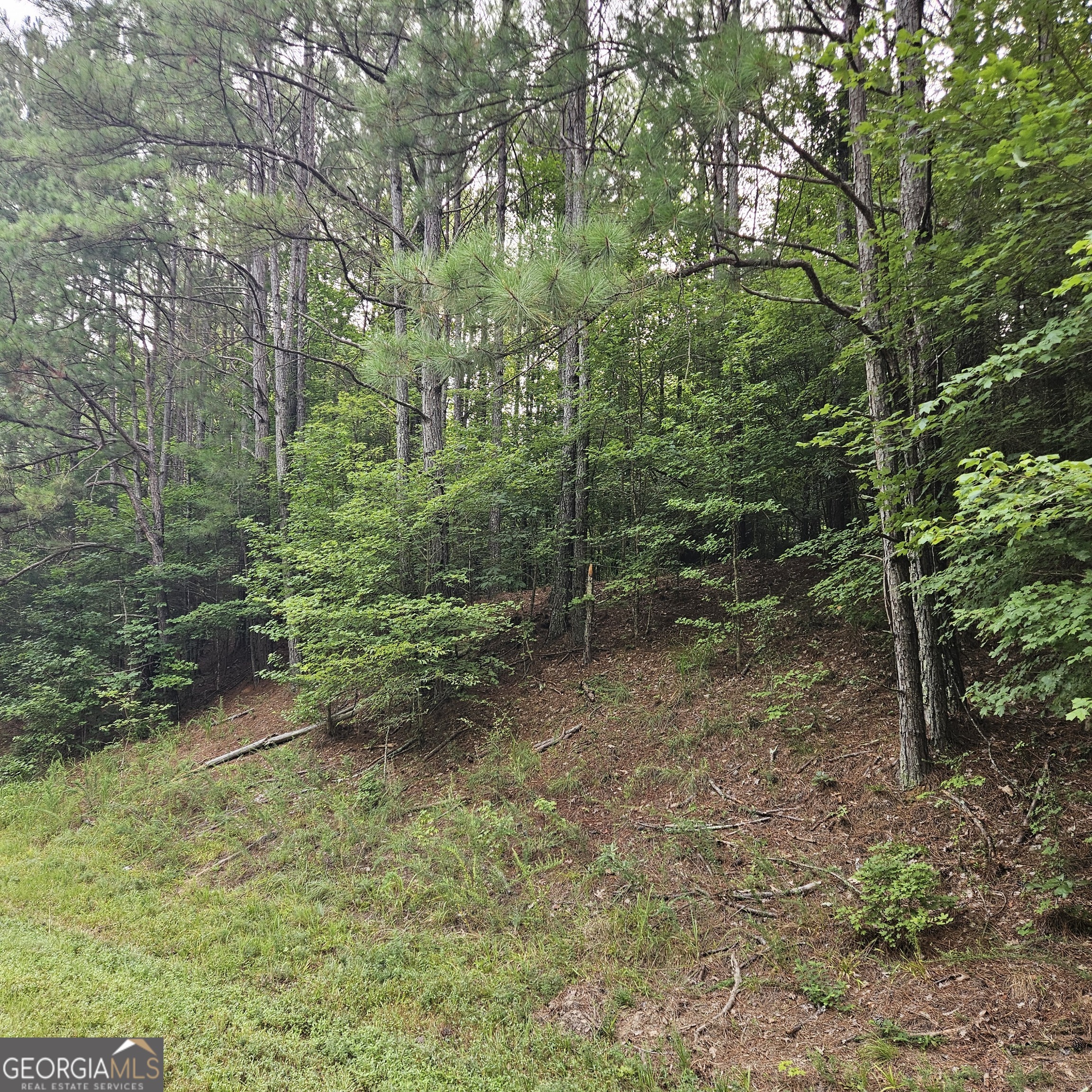 a view of a forest with trees