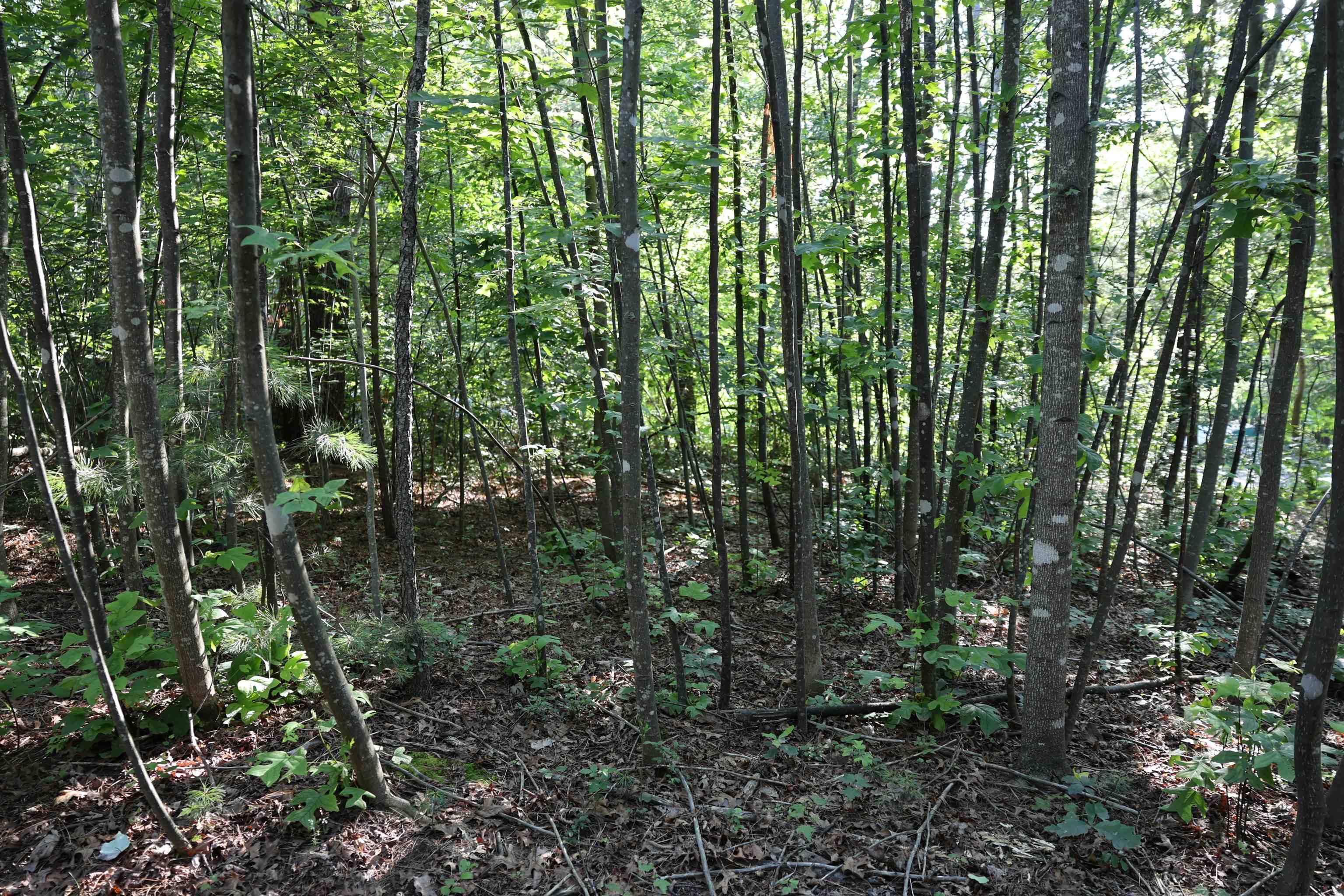 Tbd Cold Springs Road Greenville, VA 24440 - Photo 29 of 41 a view of forest