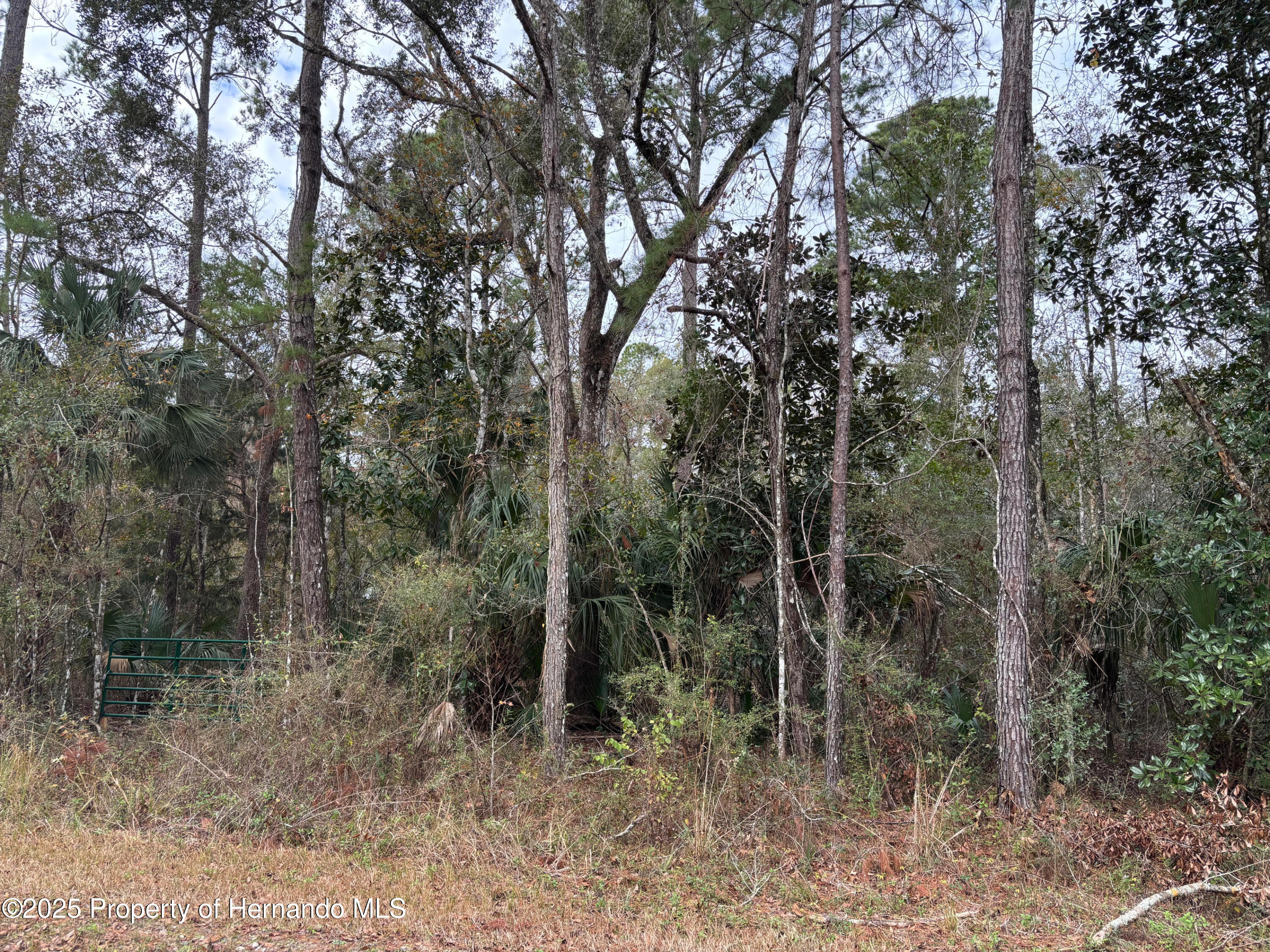 Lot 3 Carolina Dove Road Weeki Wachee, FL 34614 - Photo 4 of 5