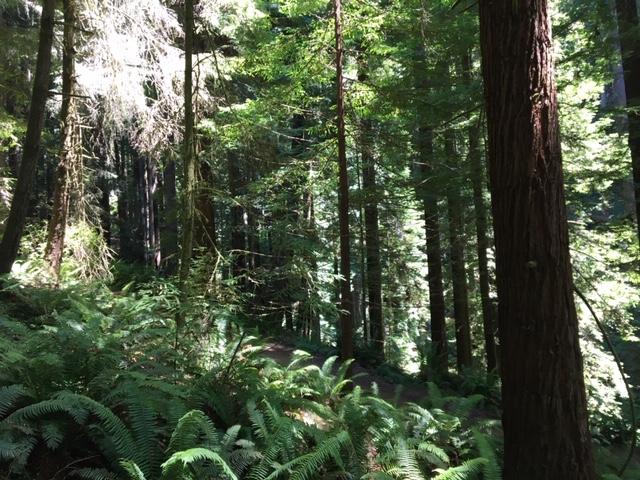0 16th Street Arcata, CA 95521 - Photo 19 of 19