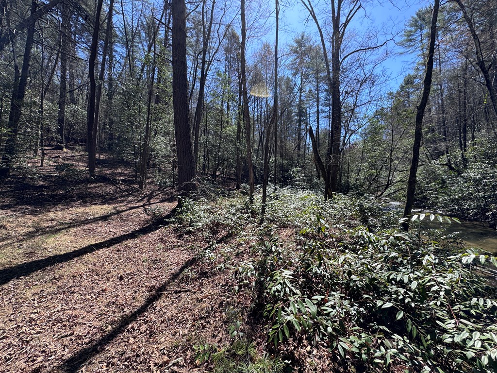 0 Virginia Lane Murphy, NC 28906 - Photo 5 of 12 a view of a forest filled with trees