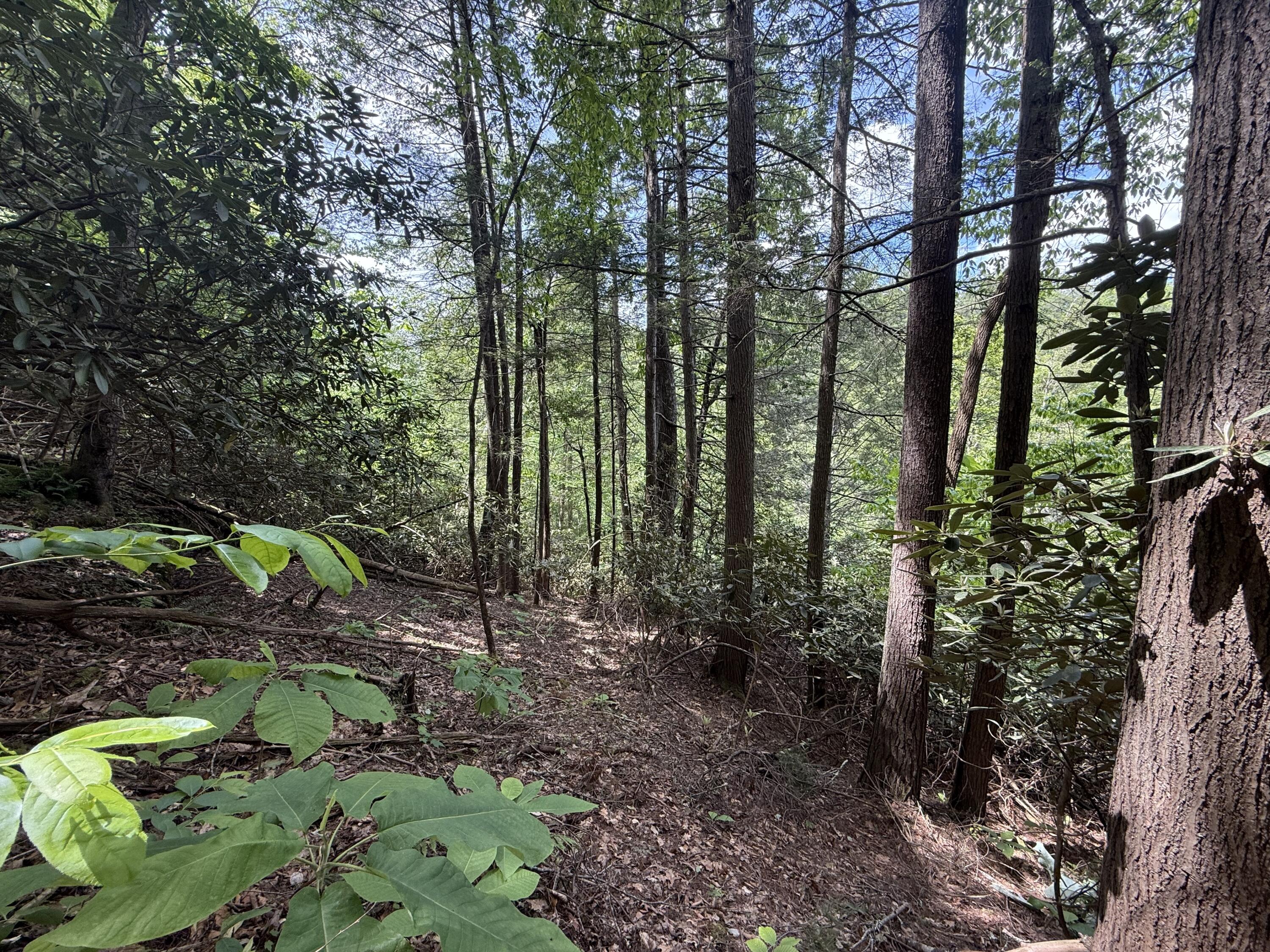 342 Dewey Banks Road Campton, KY 41301 - Photo 5 of 64 005 the forest area here along a northea