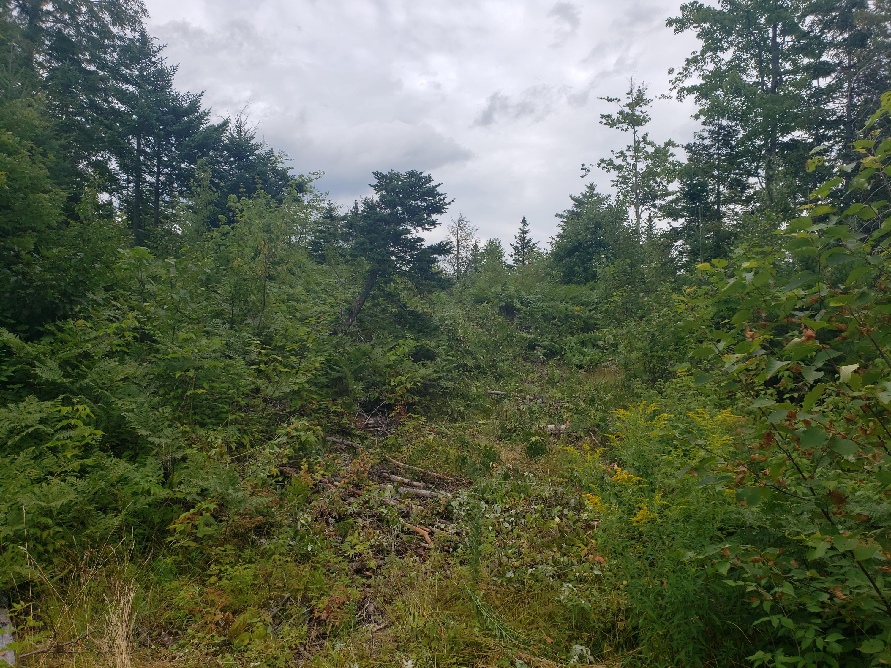 Tbd Lomie Rivers Road Jay, ME 04239 - Photo 24 of 30 20190813_131103