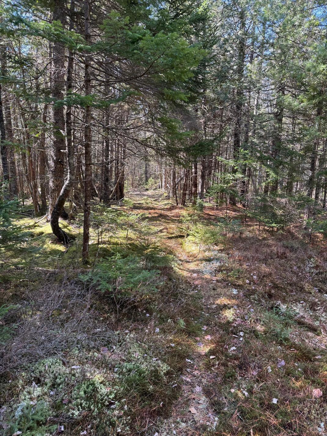 Lot 48 A Route 1 Gouldsboro, ME 04607 - Photo 20 of 20 IMG_1186
