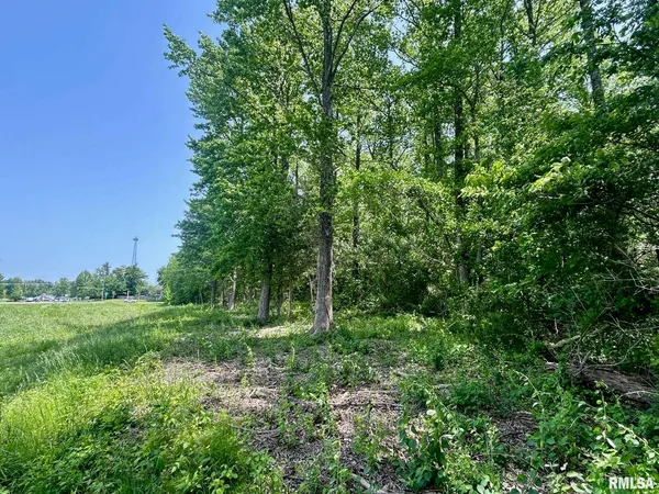 a view of a lush green forest