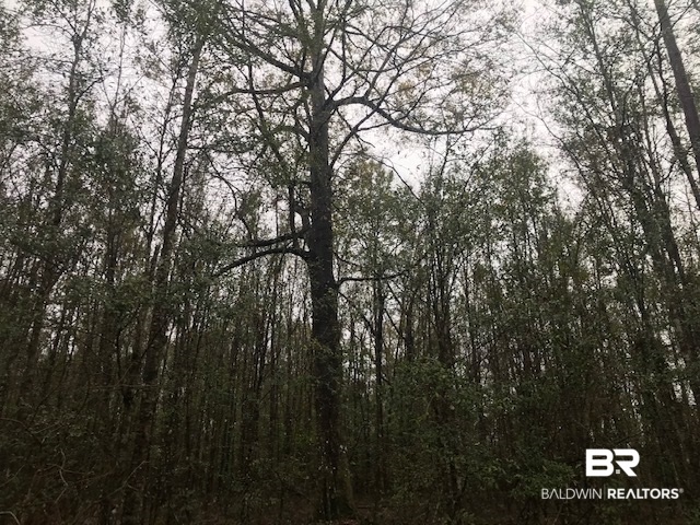 23588 Old Weekley Road Bay Minette, AL 36507 - Photo 2 of 30 Towering Hardwoods