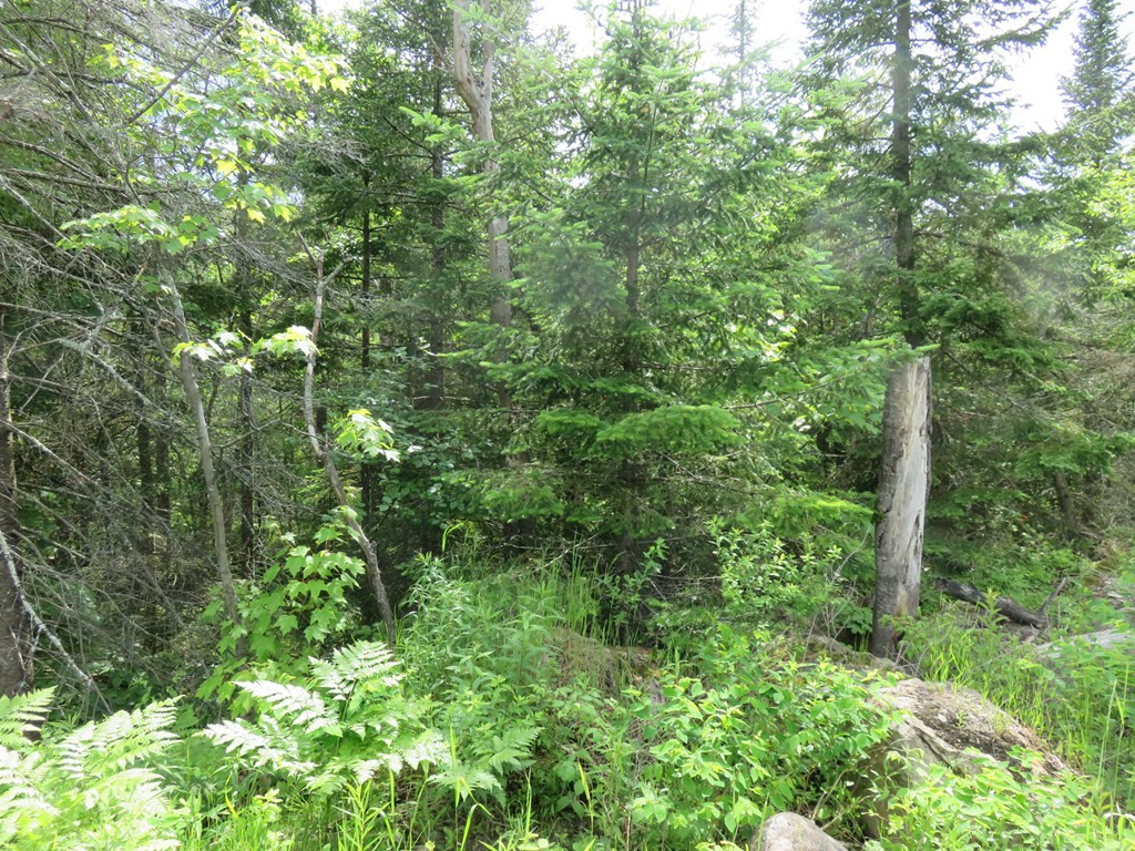 0 Camp Road Malone, NY 12953 - Photo 3 of 5 Gallery Image 3