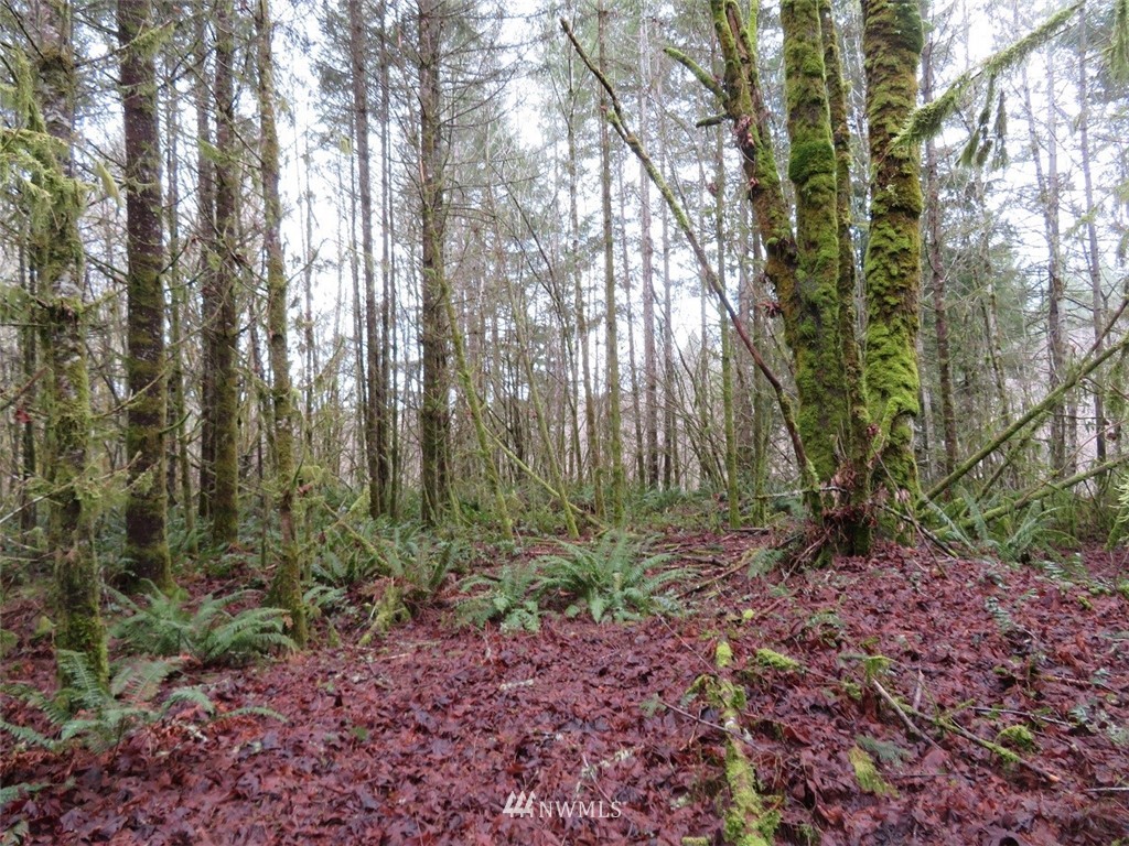 -xxx Berry Road Chehalis, WA 98532 - Photo 1 of 23 Gallery Image 1