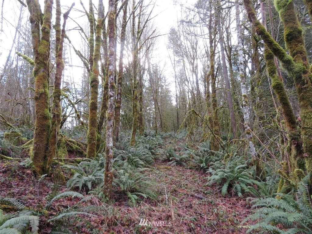 -xxx Berry Road Chehalis, WA 98532 - Photo 17 of 23 Gallery Image 17