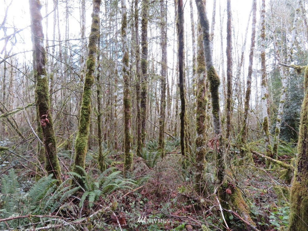 -xxx Berry Road Chehalis, WA 98532 - Photo 19 of 23 Gallery Image 19