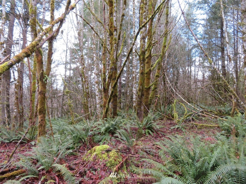 -xxx Berry Road Chehalis, WA 98532 - Photo 3 of 23 Gallery Image 3