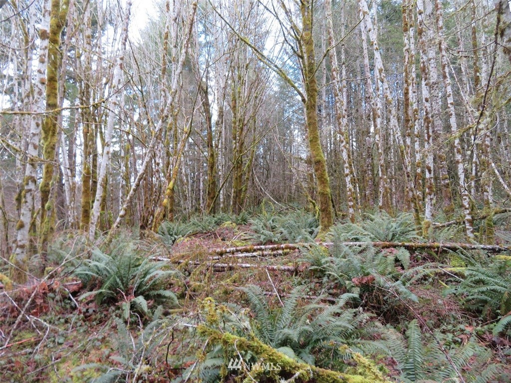 -xxx Berry Road Chehalis, WA 98532 - Photo 4 of 23 Gallery Image 4