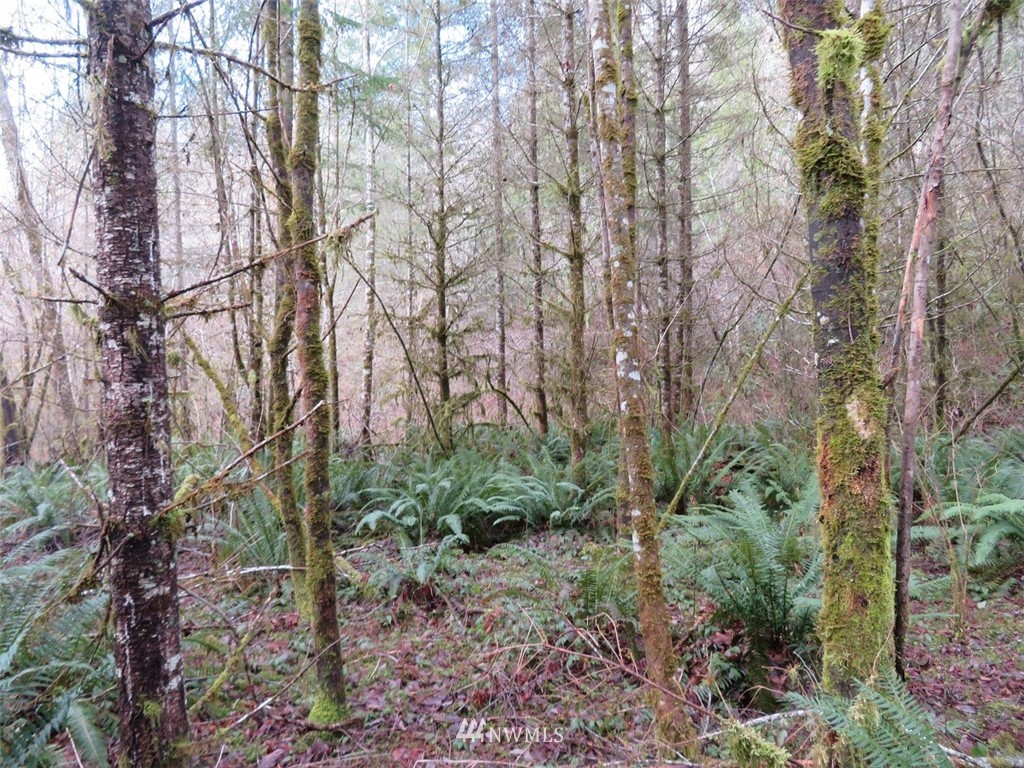 -xxx Berry Road Chehalis, WA 98532 - Photo 5 of 23 Gallery Image 5