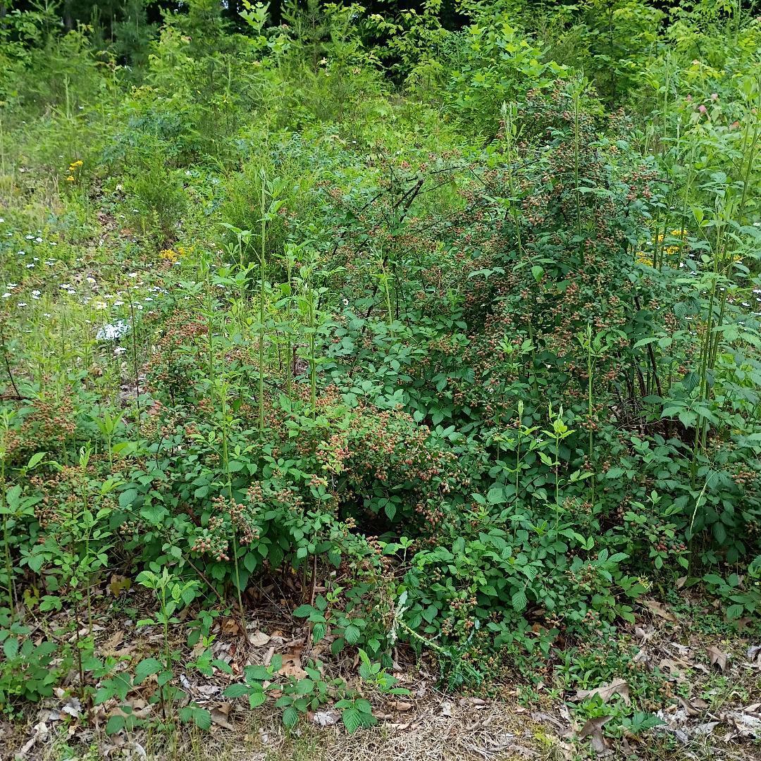273 South Burke Road Monticello, KY 42633 - Photo 41 of 42 thumbnail 48