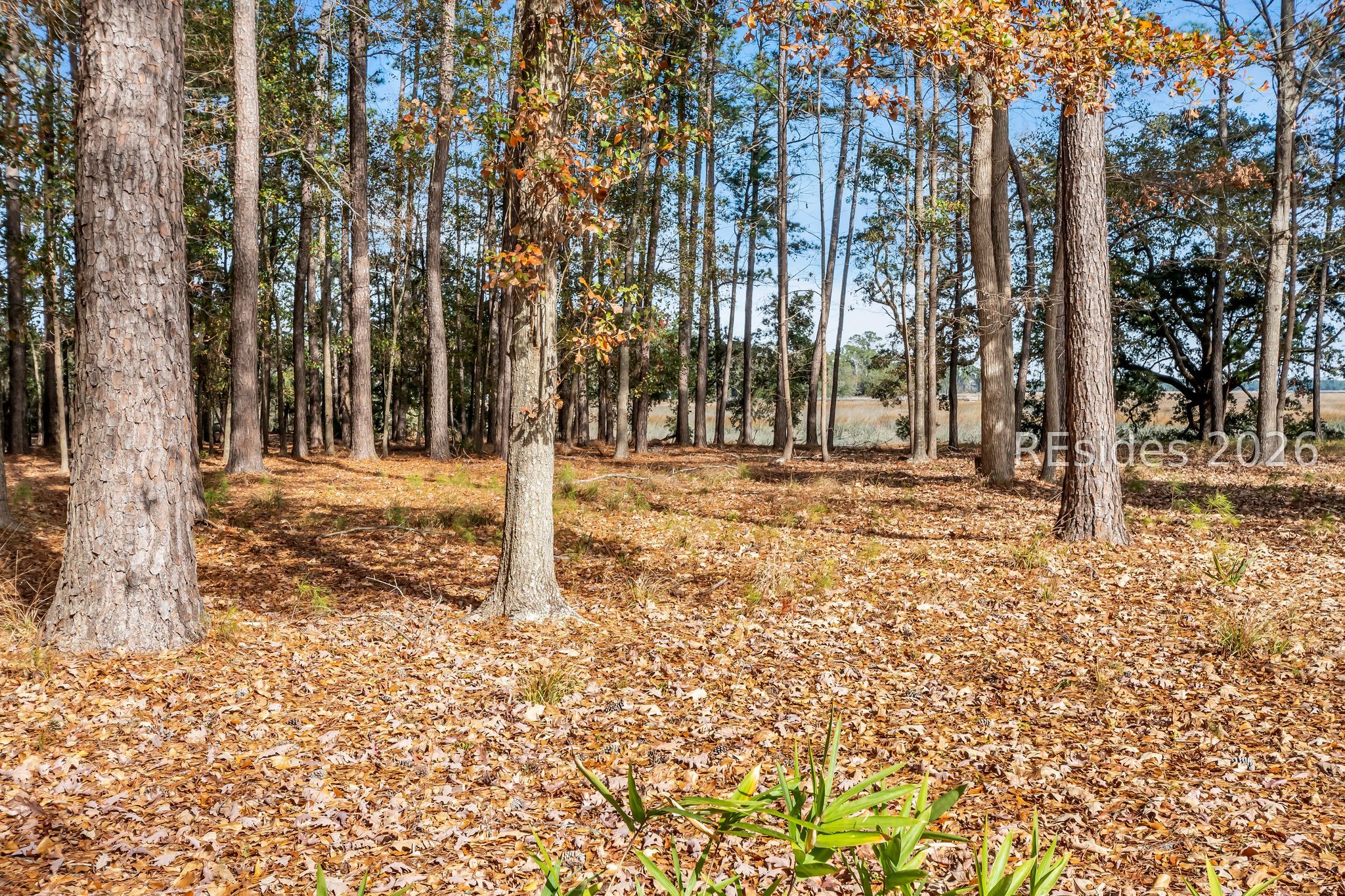 146 Cutter Circle Bluffton, SC 29909 - Photo 9 of 14
