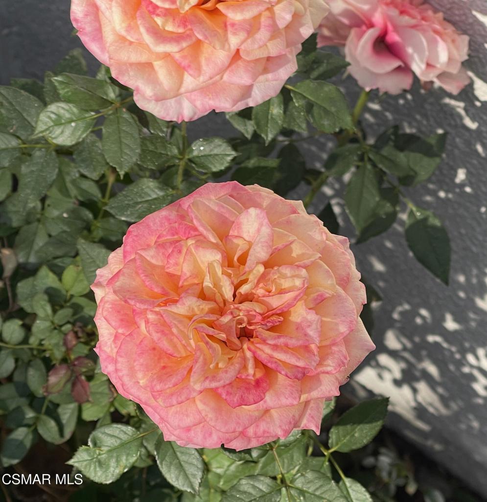 4881 Muirwood Court Simi Valley, CA 93063 - Photo 27 of 32 a view of a wooden floor with a tree