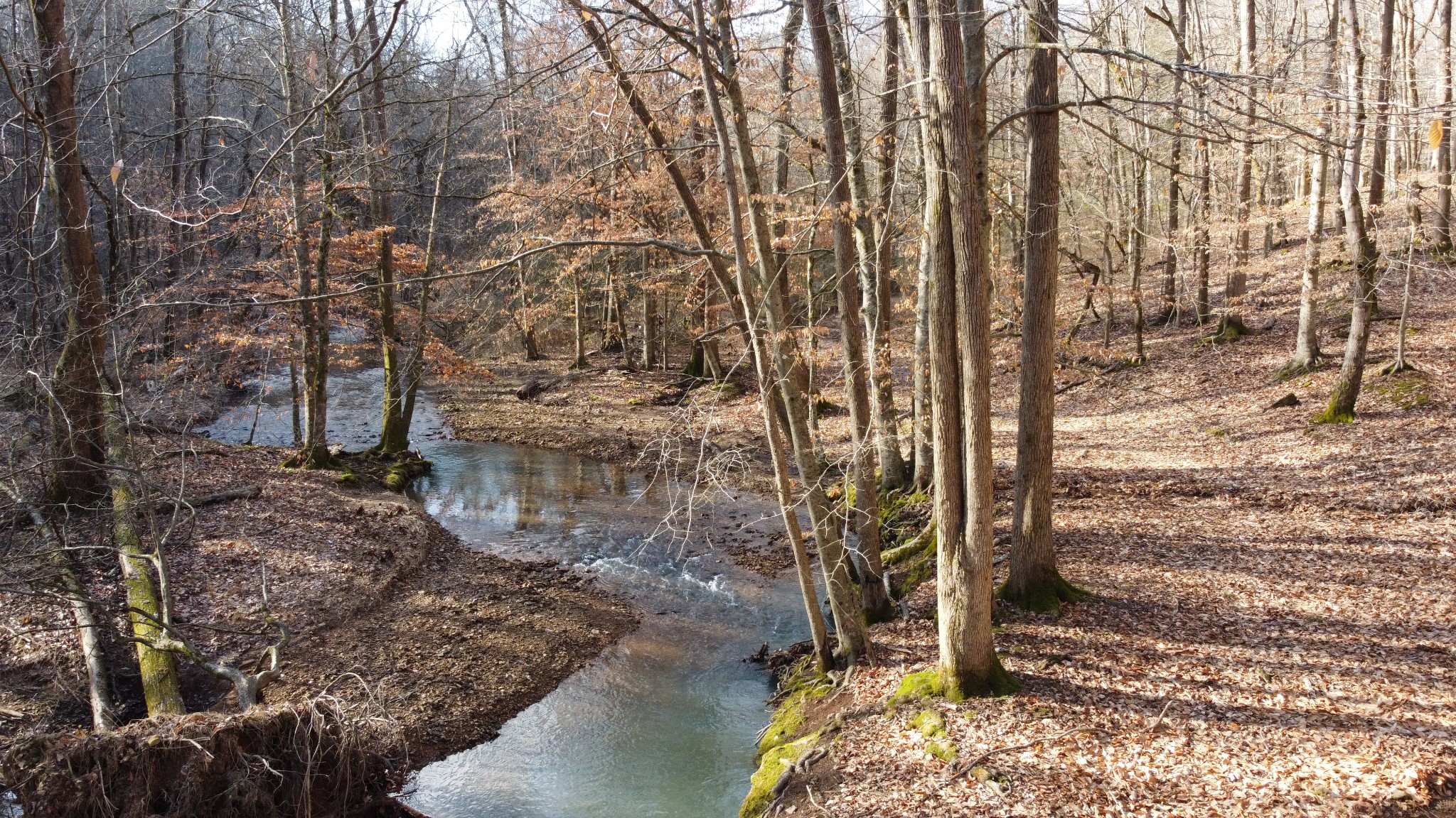 0 Cooksey Batson Road Charlotte, TN 37036 - Photo 21 of 32 a view of a yard with plants and trees