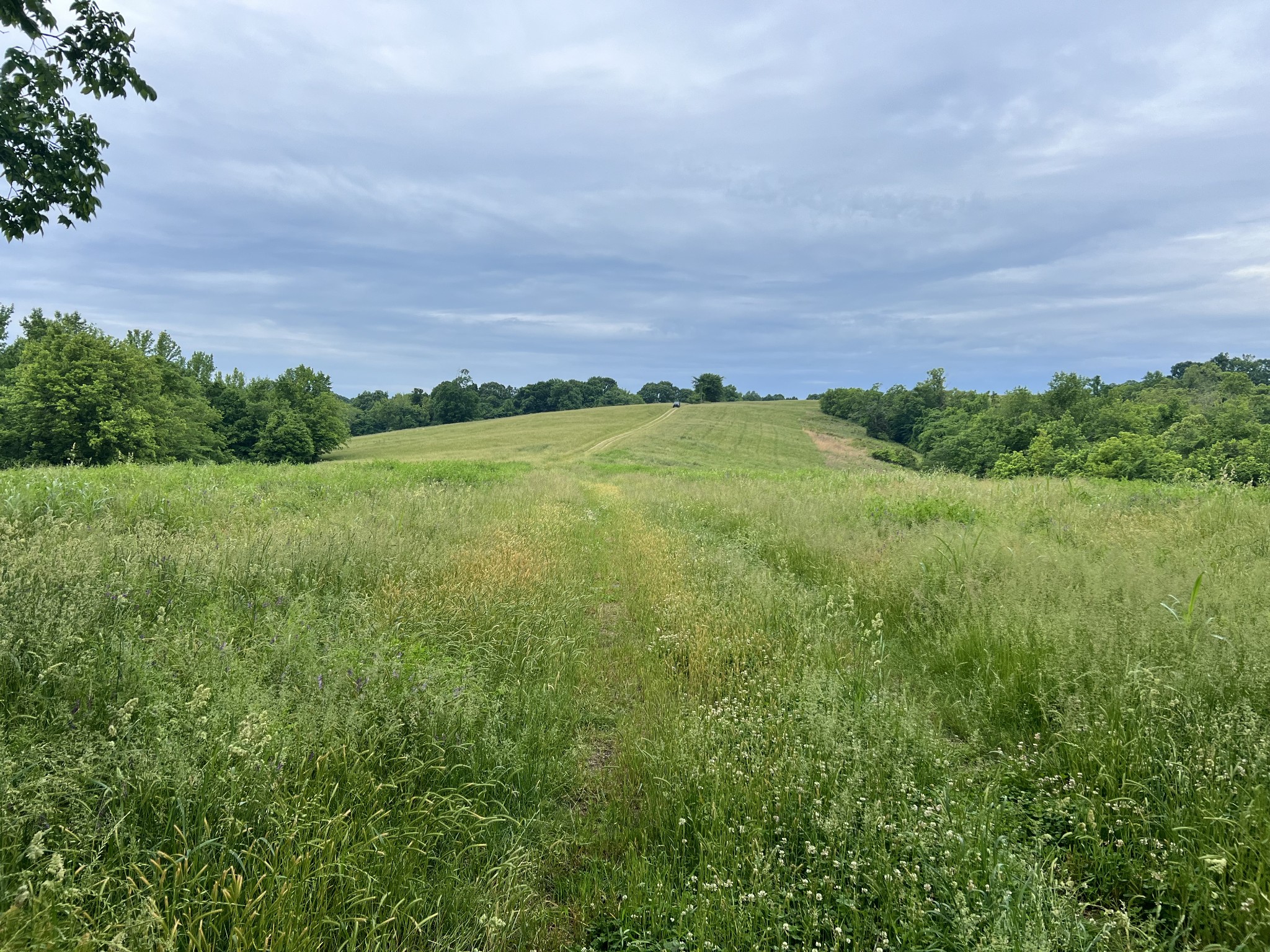 0 Cooksey Batson Road Charlotte, TN 37036 - Photo 26 of 32 a view of a lush green outdoor space with a lake view and mountain view
