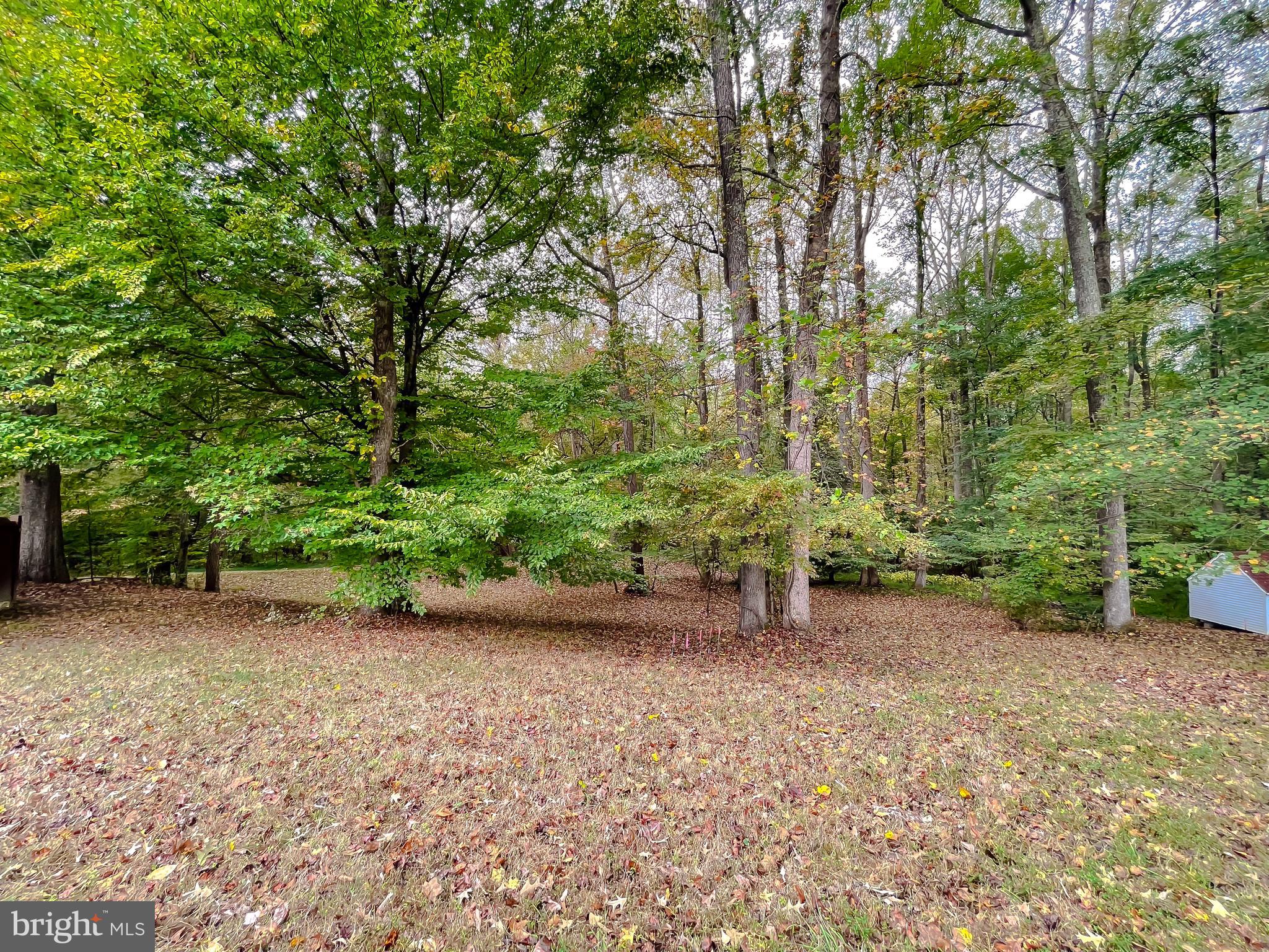 513 Clarks Run Road La Plata, MD 20646 - Photo 29 of 35 a view of a yard with plants and large trees