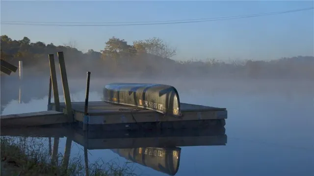 a close up of a plant in a forest
