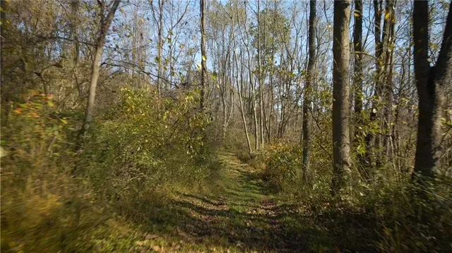 a view of a covered with large trees