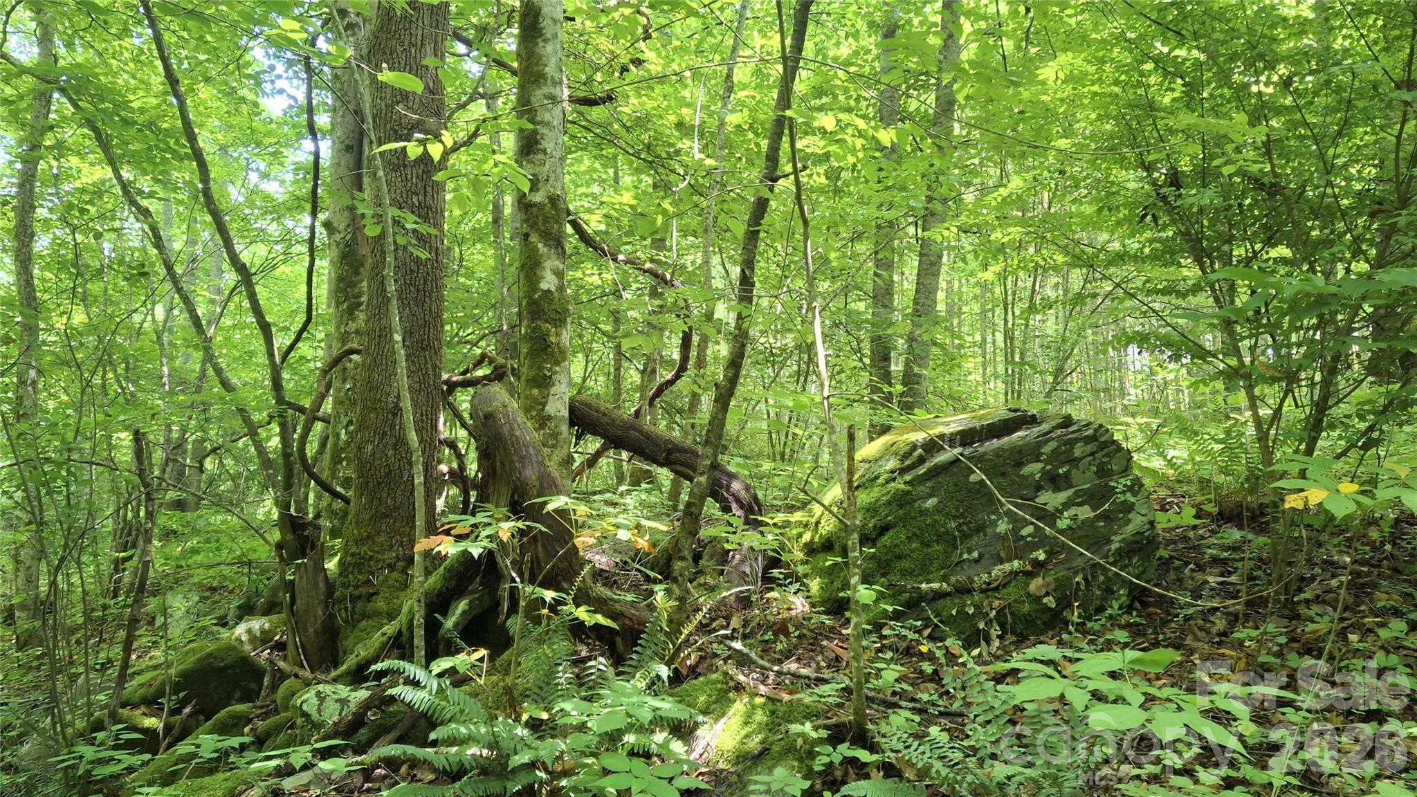 0 Dry Creek Road Robbinsville, NC 28771 - Photo 12 of 20