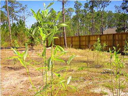 Lot 17 Prestons Path Santa Rosa Beach, FL 32459 - Photo 1 of 5 Gallery Image 1