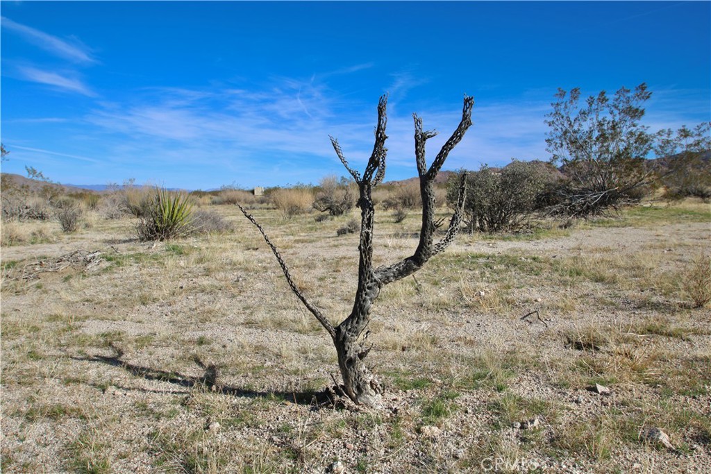 64755 Foothill Drive Joshua Tree, CA 92252 - Photo 12 of 12 a view of a dry yard with trees