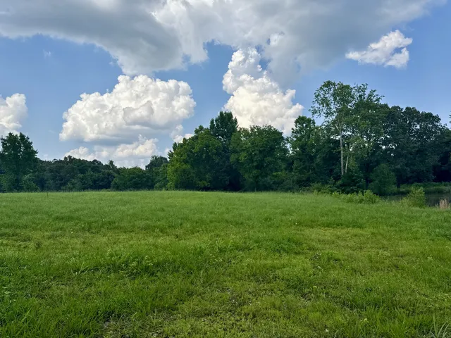 a view of a big yard with a large tree and plants