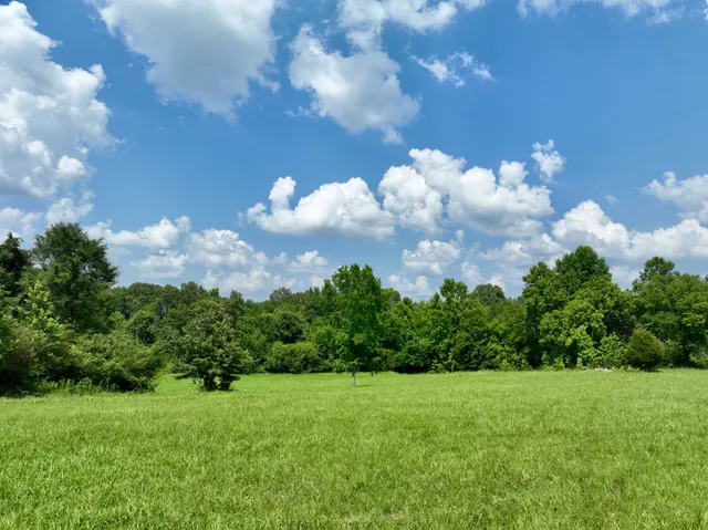 a view of a big yard with plants and large trees
