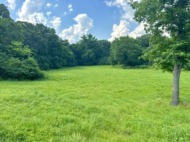 a view of a yard with a tree