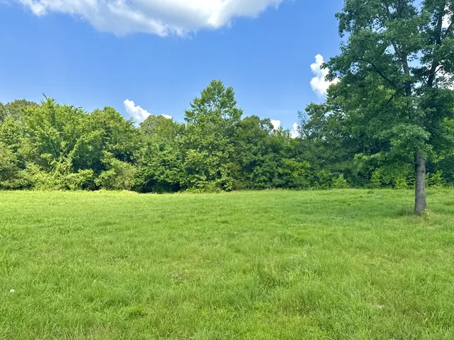 a view of a big yard with potted plants and large tree