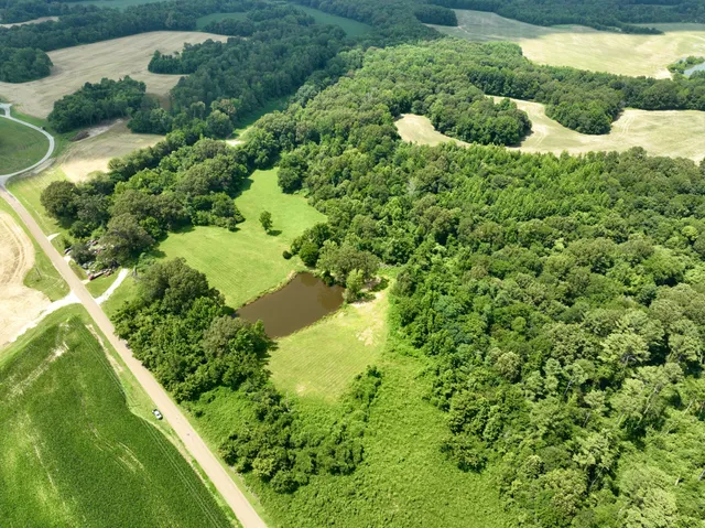 a view of a garden with a tree