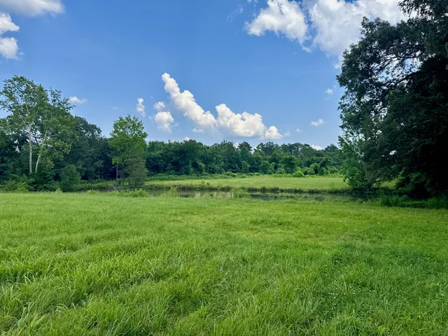a view of a big yard with potted plants and large tree