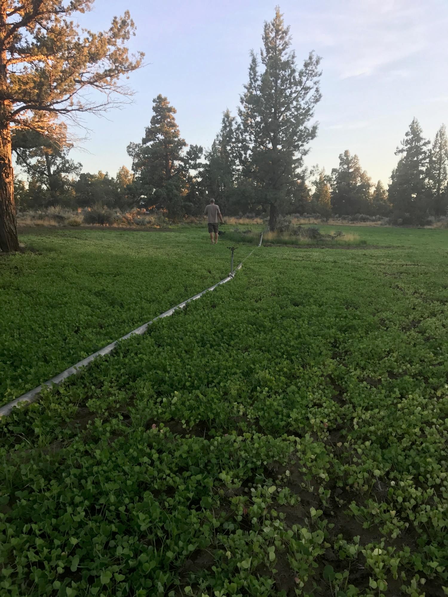 64281 Deschutes Market Road Bend, OR 97701 - Photo 33 of 43 Clover in June