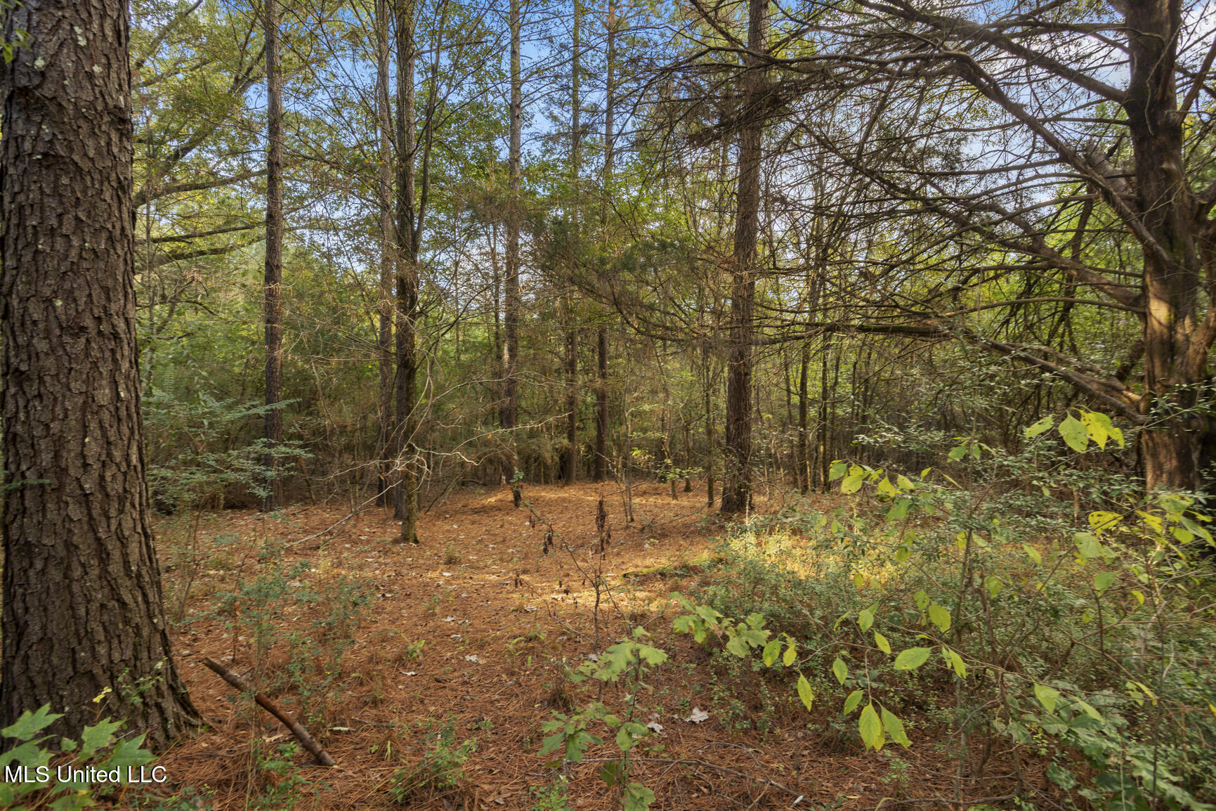 2049 Cleary Road Florence, MS 39073 - Photo 6 of 29 2049 Cleary Rd-21