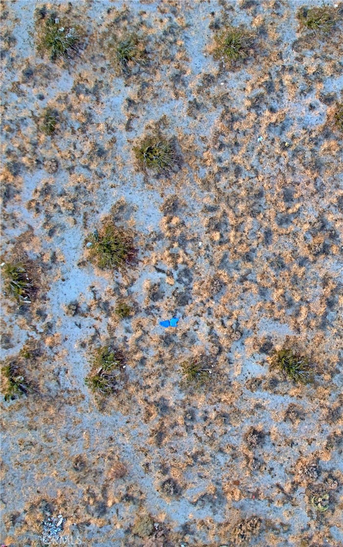 a close up of a plant