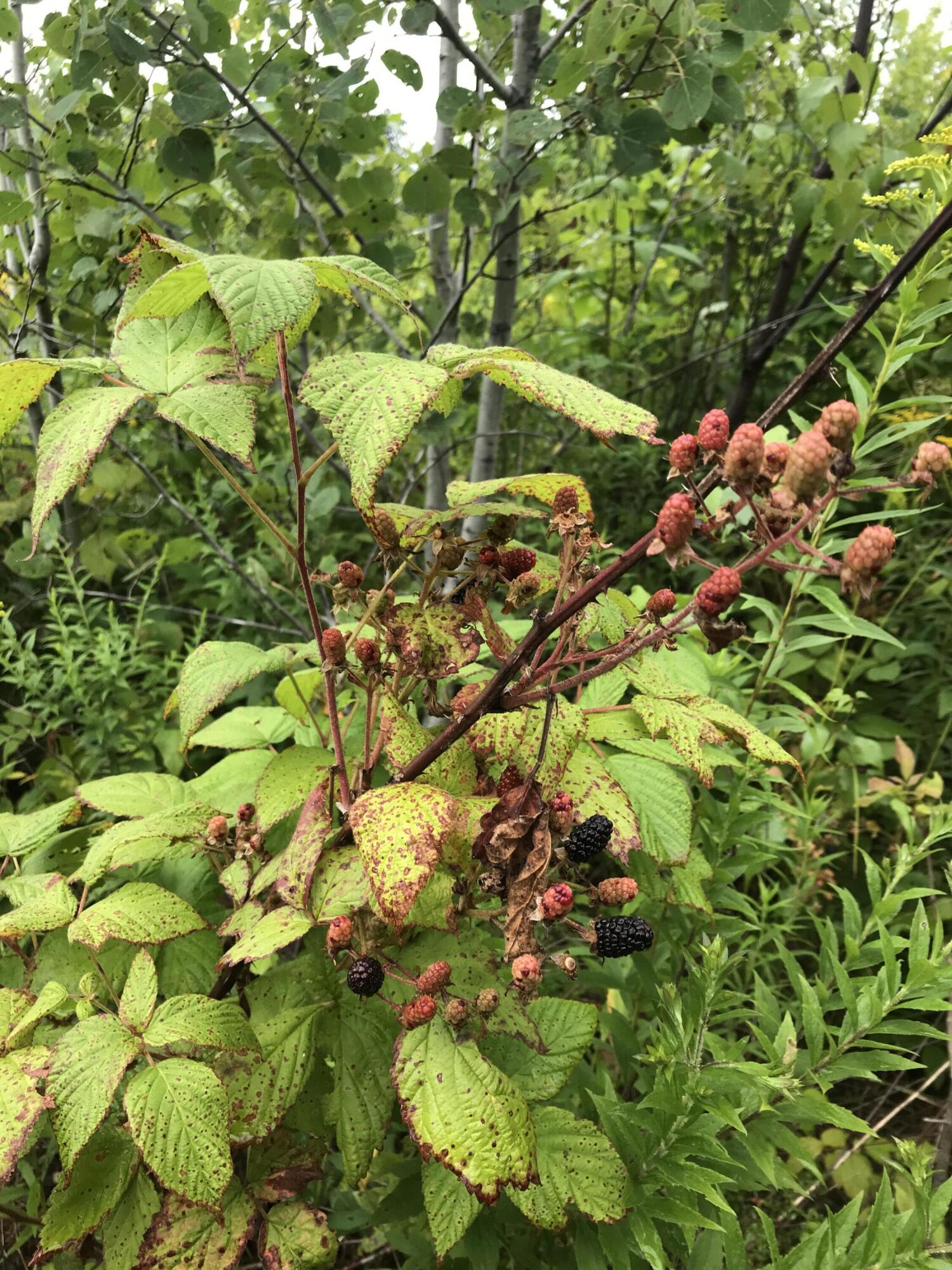 35 Spruce Mountain Road Jay, ME 04239 - Photo 16 of 24 Photo Aug 05 2021, 4 37 25 PM (1)