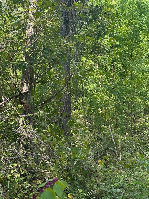 a view of a lush green forest